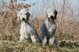 BEDLINGTON TERRIER 135